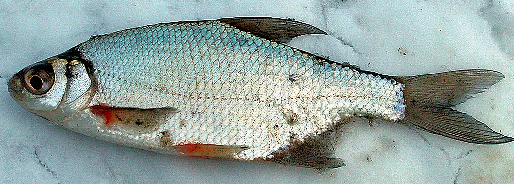 Blicca bjoerkna_03.jpg